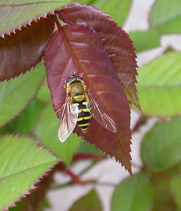 Femmina di Syrphus sp.?